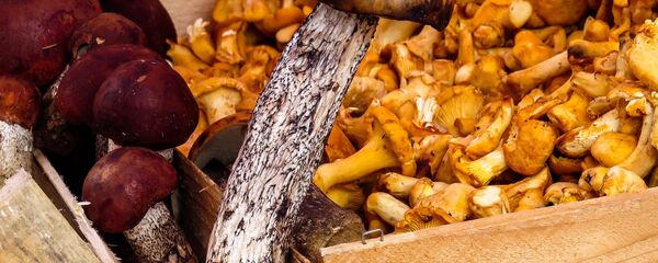 Ciuperci  - Sputnik Moldova