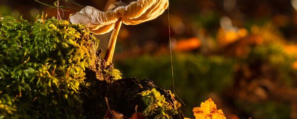 Грибы - Sputnik Moldova