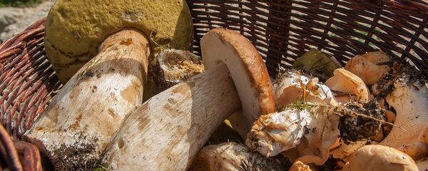 Грибы Грибы - Sputnik Moldova