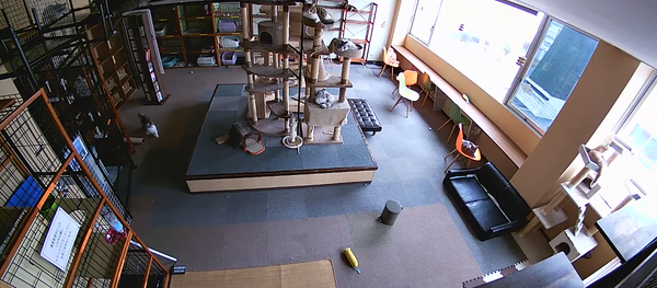 Кошки почувствовали землетрясение за 10 секунд до начала - Sputnik Moldova-România