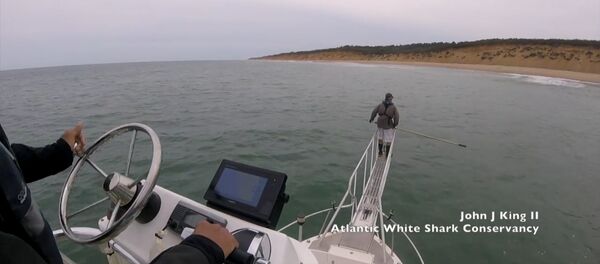 Биолог чуть не угодил в глотку акулы - Sputnik Молдова