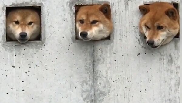 Три собаки в Японии прославились благодаря необычной стене - Sputnik Молдова