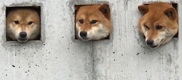 Три собаки в Японии прославились благодаря необычной стене - Sputnik Молдова