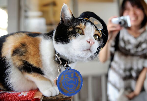 Кошка по кличке Тама, бывшая станционным смотрителем и исполнительным директором станции Киси в японском городе Кинокава - Sputnik Молдова