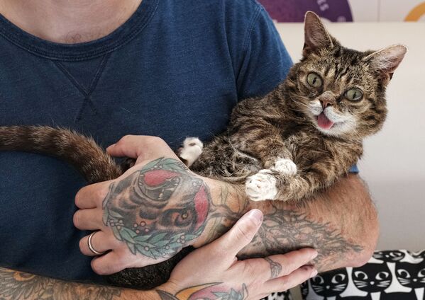 Кошка Lil Bub во время съезда владельцев кошек CatCon 2017 в США - Sputnik Молдова