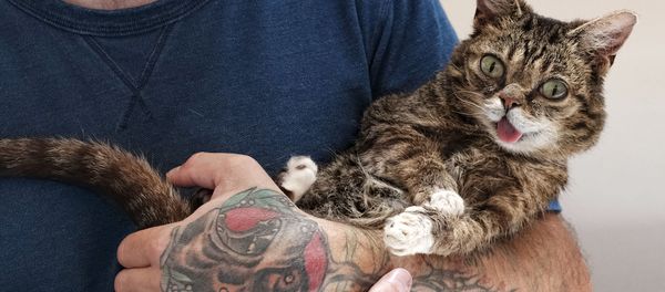 Кошка Lil Bub во время съезда владельцев кошек CatCon 2017 в США, архивное фото. Кошка Lil Bub во время съезда владельцев кошек CatCon 2017 в США, архивное фото. - Sputnik Молдова