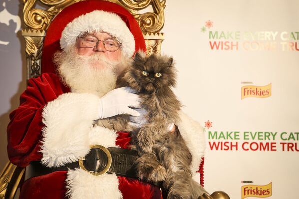 Кот с необычным длинным мехом Полковник Мяу на руках Санта-Клауса в Лос-Анджелесе - Sputnik Молдова