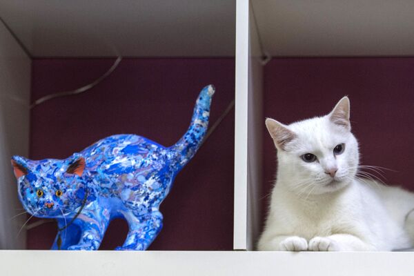 Эрмитажный кот-оракул Ахилл, работающий в Эрмитаже в Санкт-Петербурге - Sputnik Молдова