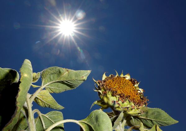 Floarea soarelui ofilită de secetă pe câmpul de lângă Breydin, Germania - Sputnik Moldova