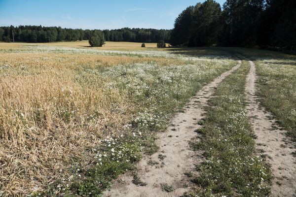 Lan de grâu compromis de secetă, Suedia - Sputnik Moldova
