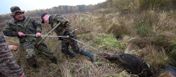 Охота на кабана в Могилевской области - Sputnik Moldova-România