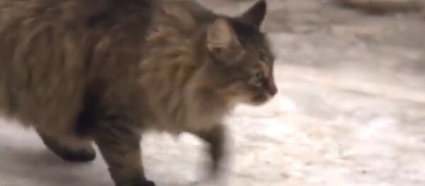 Кошка-героиня - Sputnik Moldova