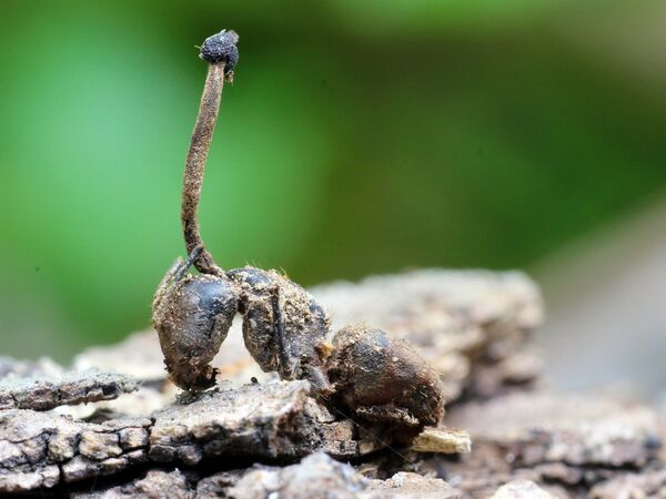 Furnică infestată de Cordyceps unilateralis Furnică infestată de Cordyceps unilateralis - Sputnik Moldova-România