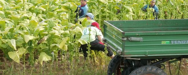 Muncitori pe plantație Muncitori pe plantație - Sputnik Moldova-România