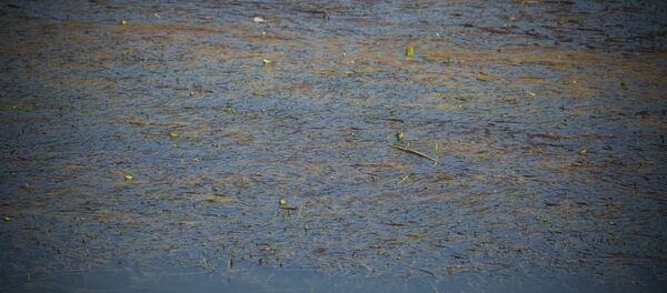 Жара  - Sputnik Молдова