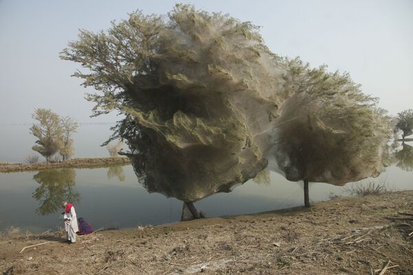 Copaci uriași învăluiți în pânze de păianjen, Pakistan - Sputnik Moldova