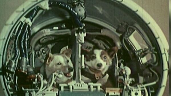 Белка и Стрелка совершили космический полёт на корабле Спутник-5 19 августа 1960 года - Sputnik Молдова