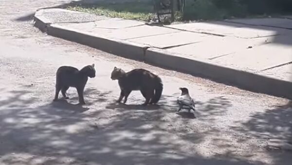 Мужественная ворона пытается остановить драку между двумя котами - Sputnik Молдова