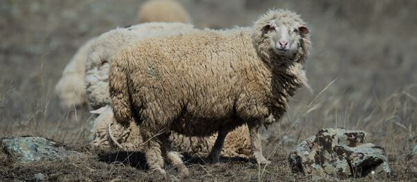 Баран пасется на пастбище Баран пасется на пастбище - Sputnik Moldova