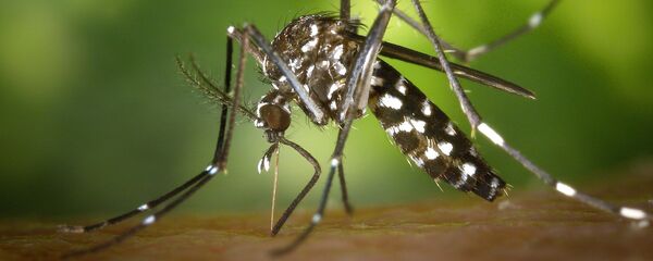 Комар - Sputnik Молдова