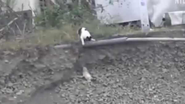 Кошка спасла щенка от неминуемой смерти - Sputnik Молдова