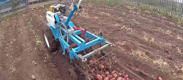 Мужчина изобрел собирающий картошку механизм, который теперь хотят все – видео - Sputnik Молдова