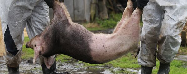 Вспышка африканской чумы свиней в Новгородской области - Sputnik Молдова