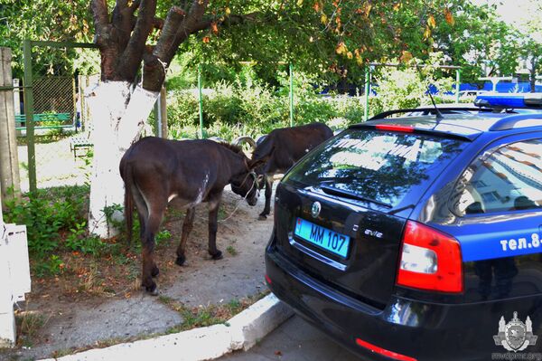 Ослики паслись в центре Тирасполя - Sputnik Молдова