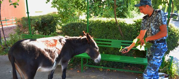 Ослики паслись в центре Тирасполя - Sputnik Молдова