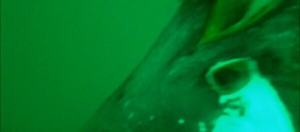 Неравный бой лобстера и пингвина попал на видео - Sputnik Молдова