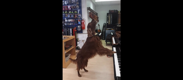 Собака играет на пианино и поет – видео, покорившее Сеть - Sputnik Молдова
