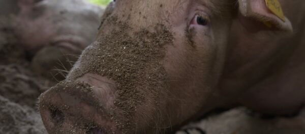 Porcină Porcină - Sputnik Moldova-România