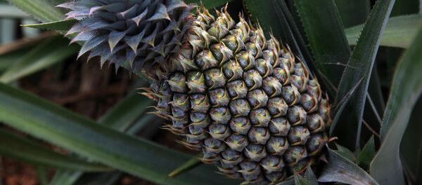 Ананас - Sputnik Молдова