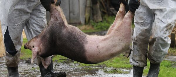 Вспышка африканской чумы свиней в Новгородской области - Sputnik Moldova