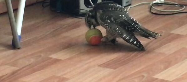 Сова играет с мячом Сова играет с мячом - Sputnik Молдова