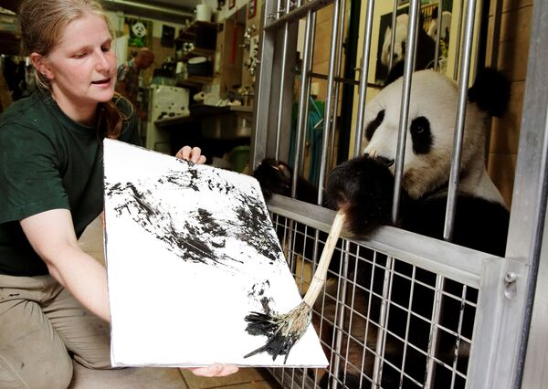 Painting panda at Vienna, Austria zoo - Sputnik Moldova