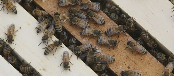 Albine - Sputnik Moldova