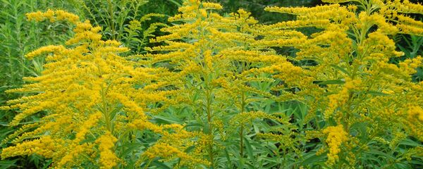 Амброзия - Sputnik Молдова