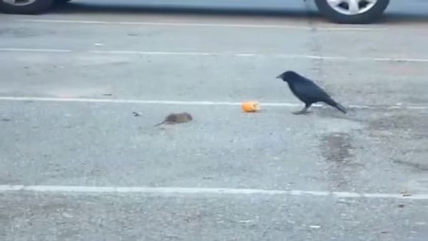 Ворон делится хлебом с голодной мышью – невероятное видео - Sputnik Молдова