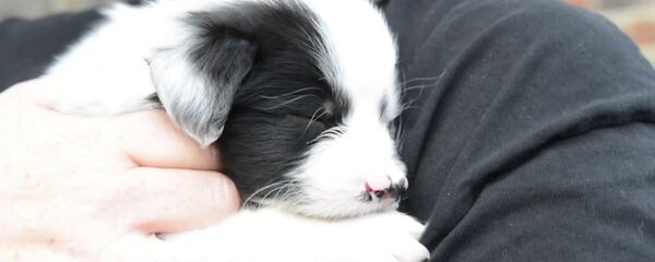 В Великобритании родился щенок с двумя носами В Великобритании родился щенок с двумя носами - Sputnik Молдова