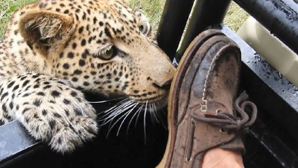 На волоске от смерти: леопард укусил посетителя сафари-парка за ногу – видео - Sputnik Молдова