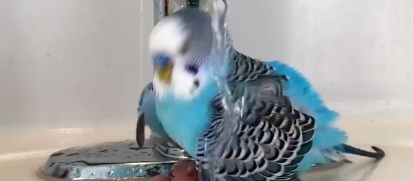 С добрым утром С добрым утром - Sputnik Молдова