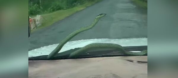 Snake Slithers on Windshield - Sputnik Молдова