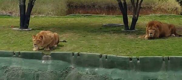 Львица упала с обрыва в погоне за туристами - Sputnik Молдова