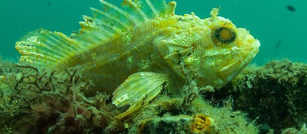 Большой морской бычок на морском дне возле мыса Меганом - Sputnik Молдова