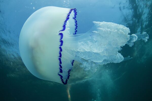 Медуза Корнерот на морском дне возле мыса Меганом, Крым - Sputnik Молдова