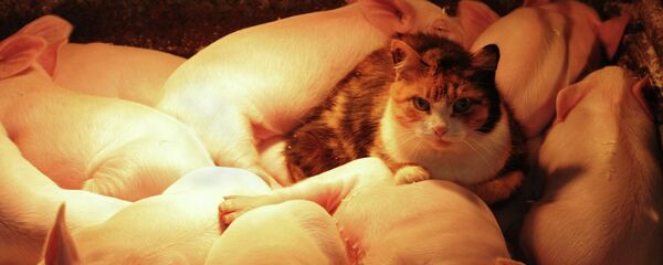 Свиньи и кошка Свиньи и кошка - Sputnik Молдова