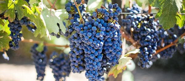 виноградник - Sputnik Молдова