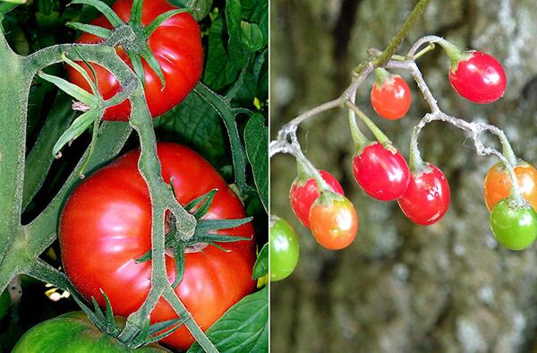 Культурные томаты и их дикий родственник Solanum pimpinellifolium Культурные томаты и их дикий родственник Solanum pimpinellifolium - Sputnik Moldova