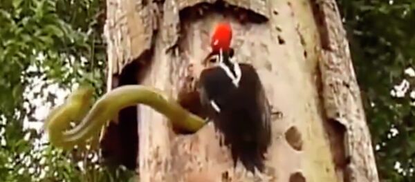 Драка змеи и дятла - Sputnik Moldova